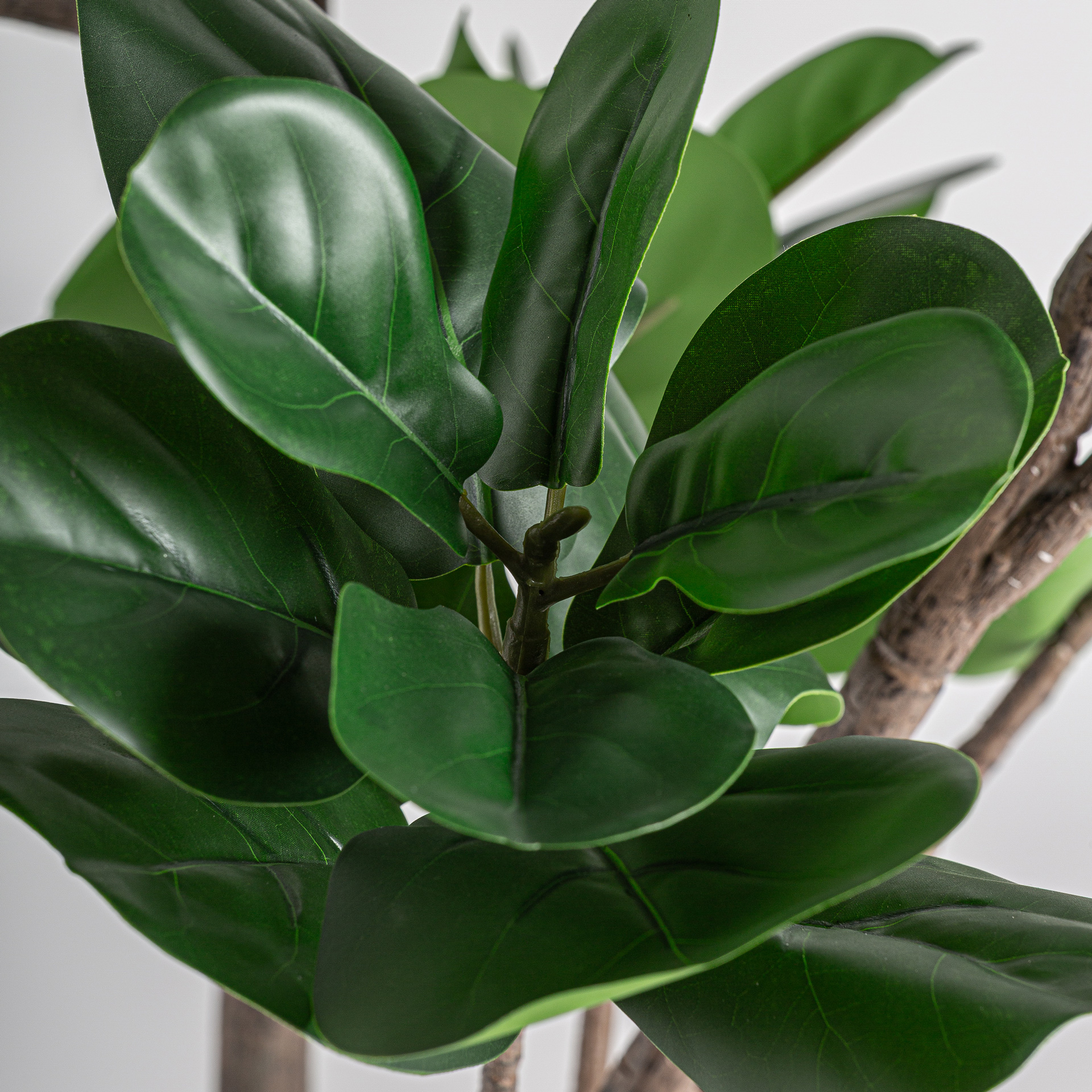 planta-ficus-2