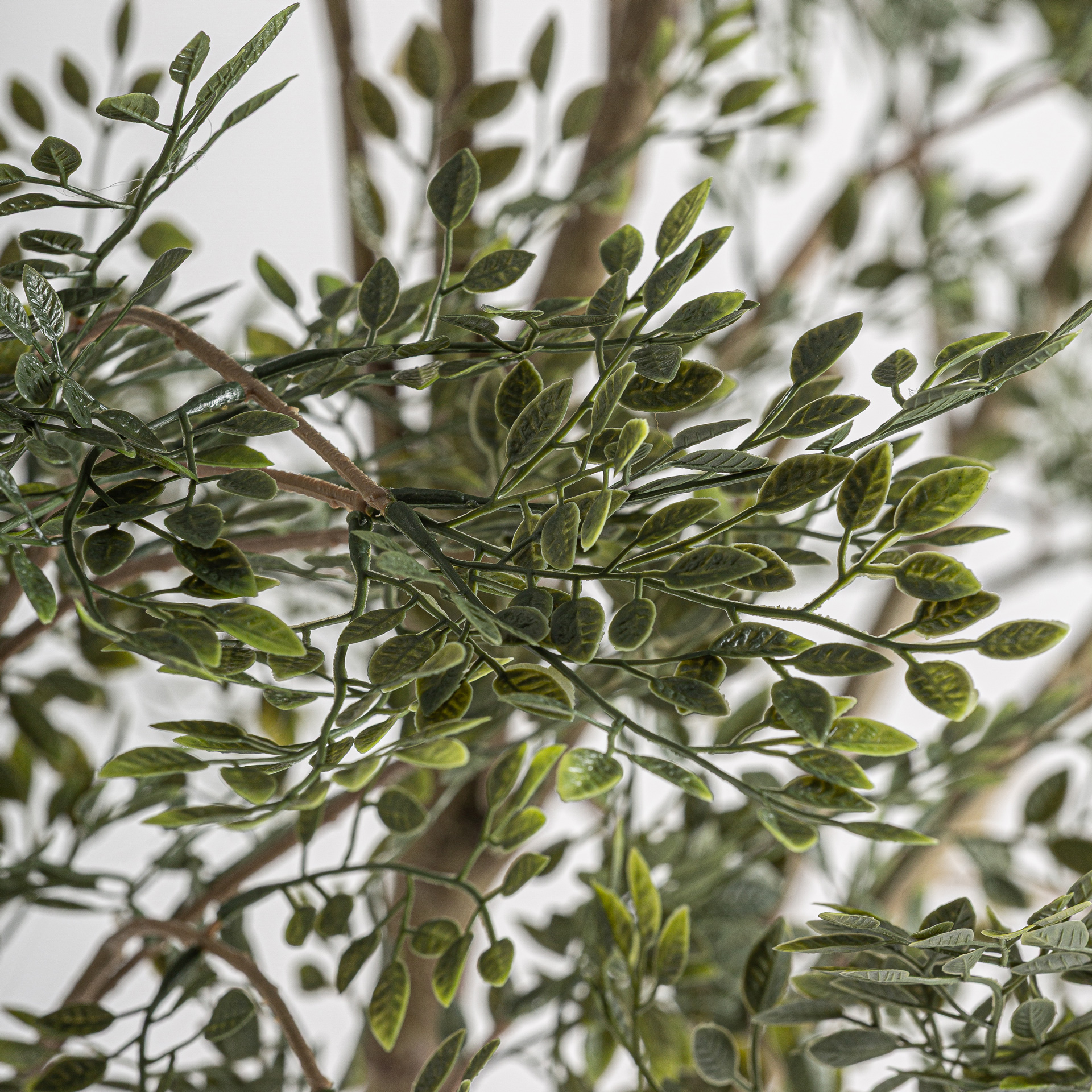 planta-olivo-1