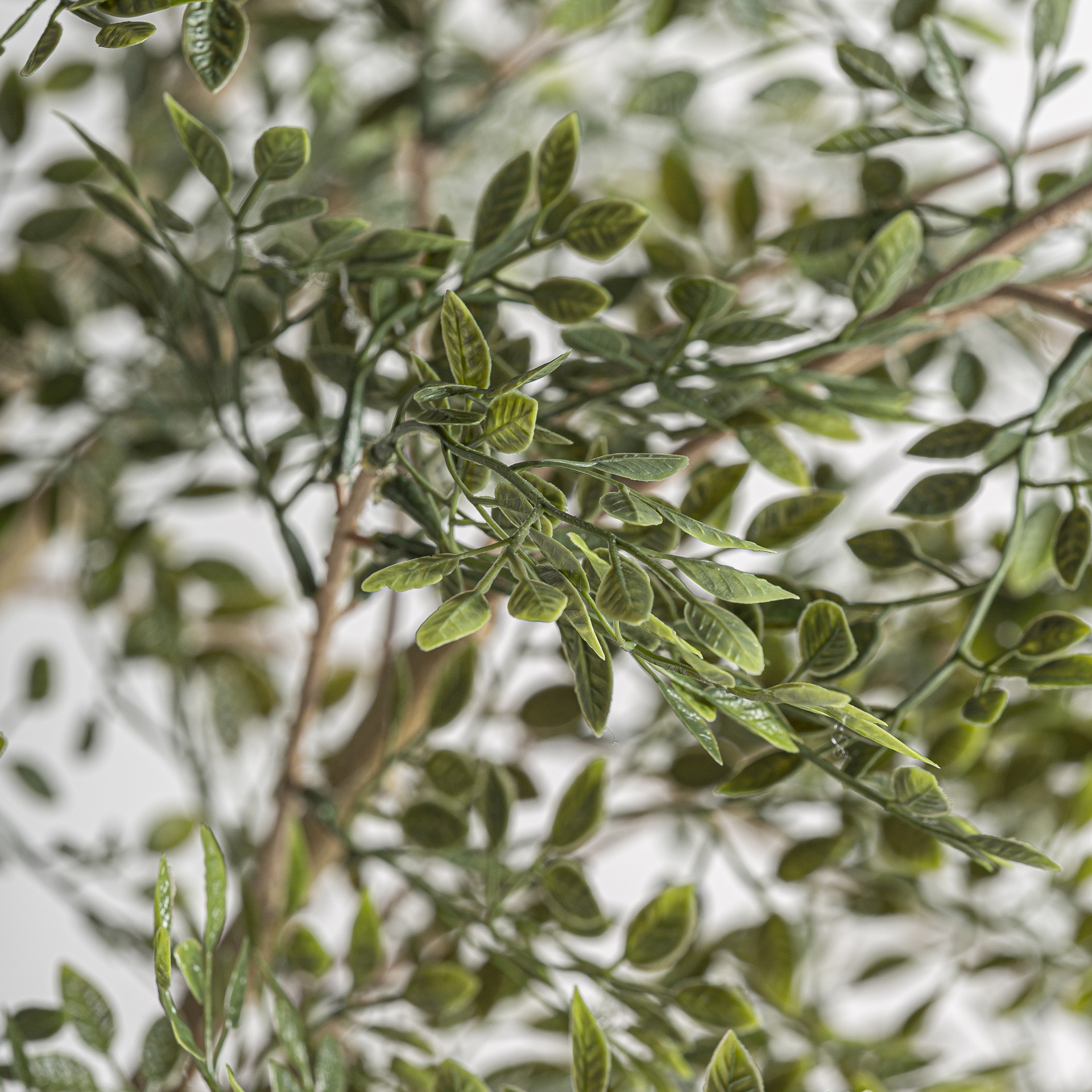 planta-olivo-2