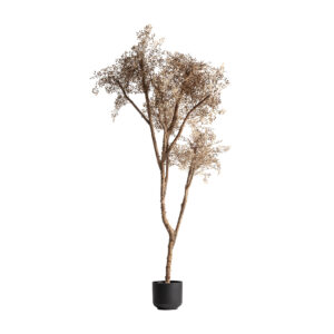 PLANTA OLIVO