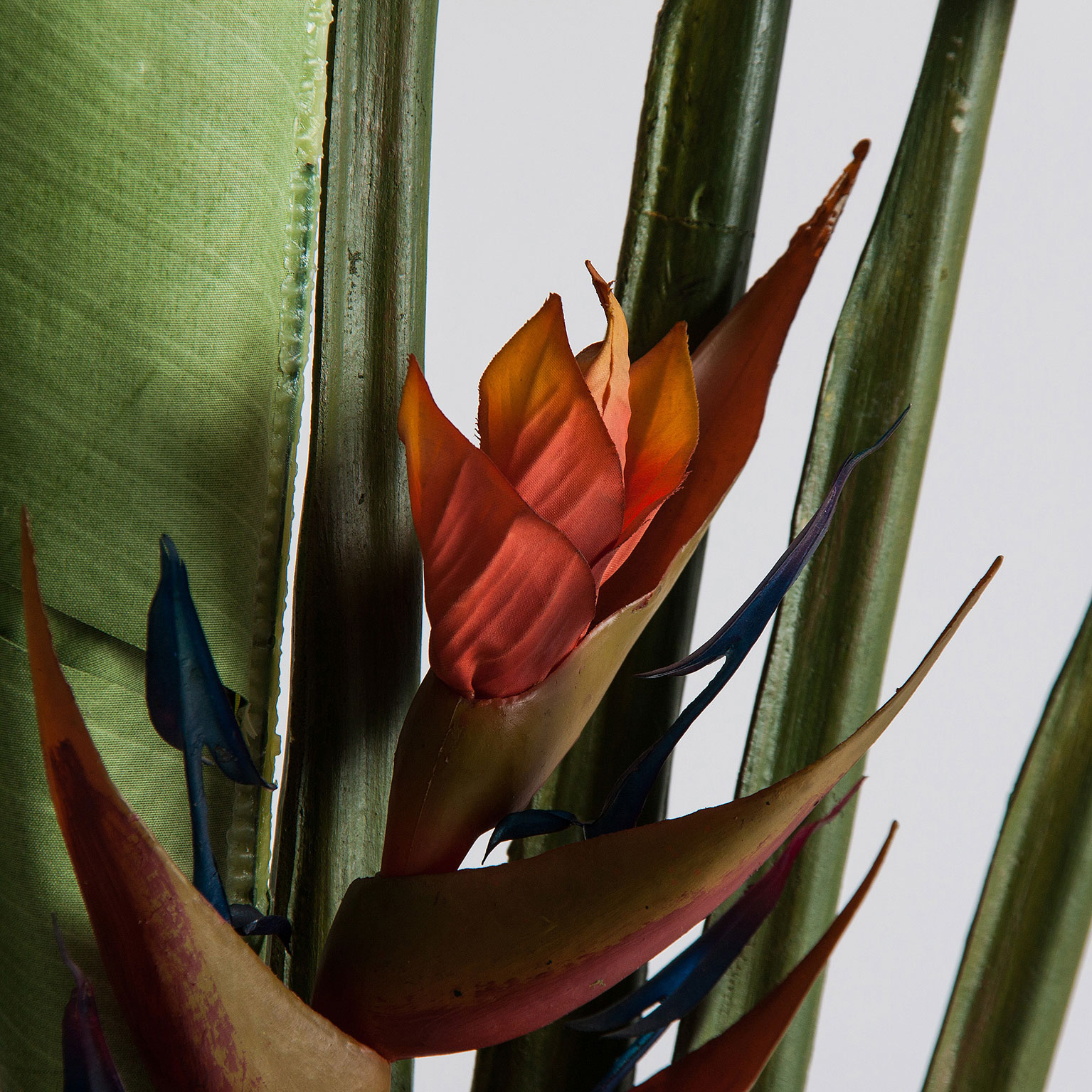 planta-paradise-1