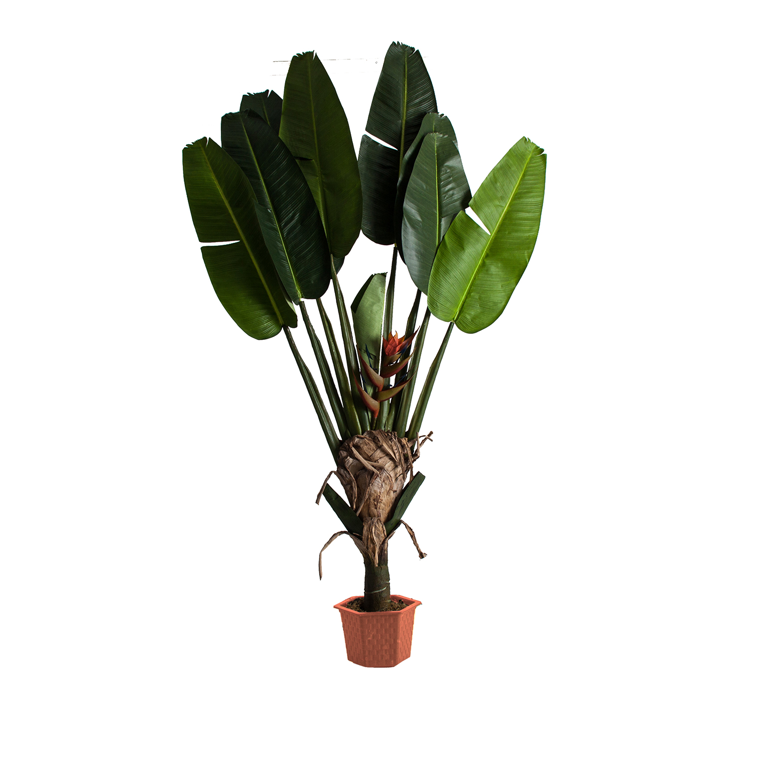 PLANTA PARADISE PLANTA PARADISE