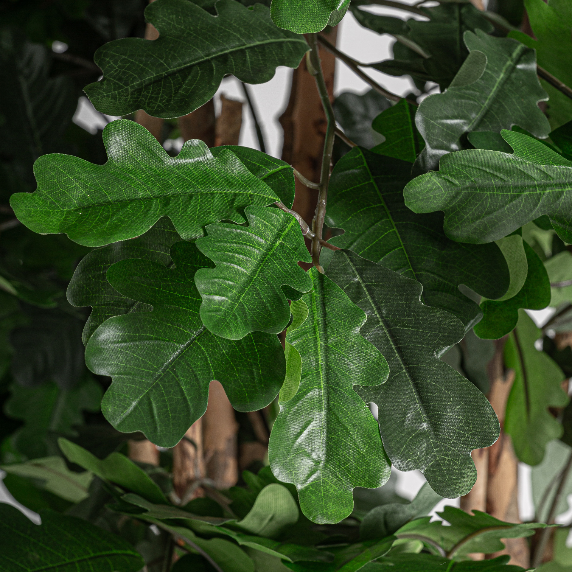 planta-roble-1