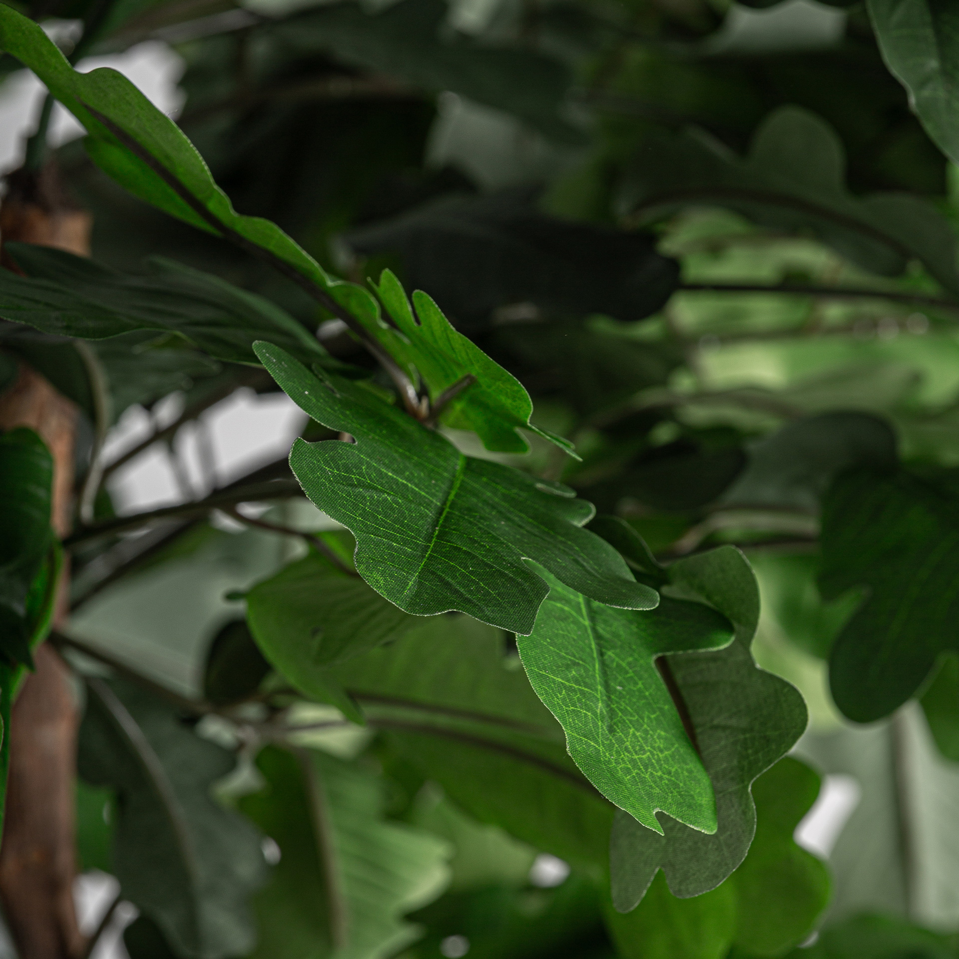 planta-roble-2