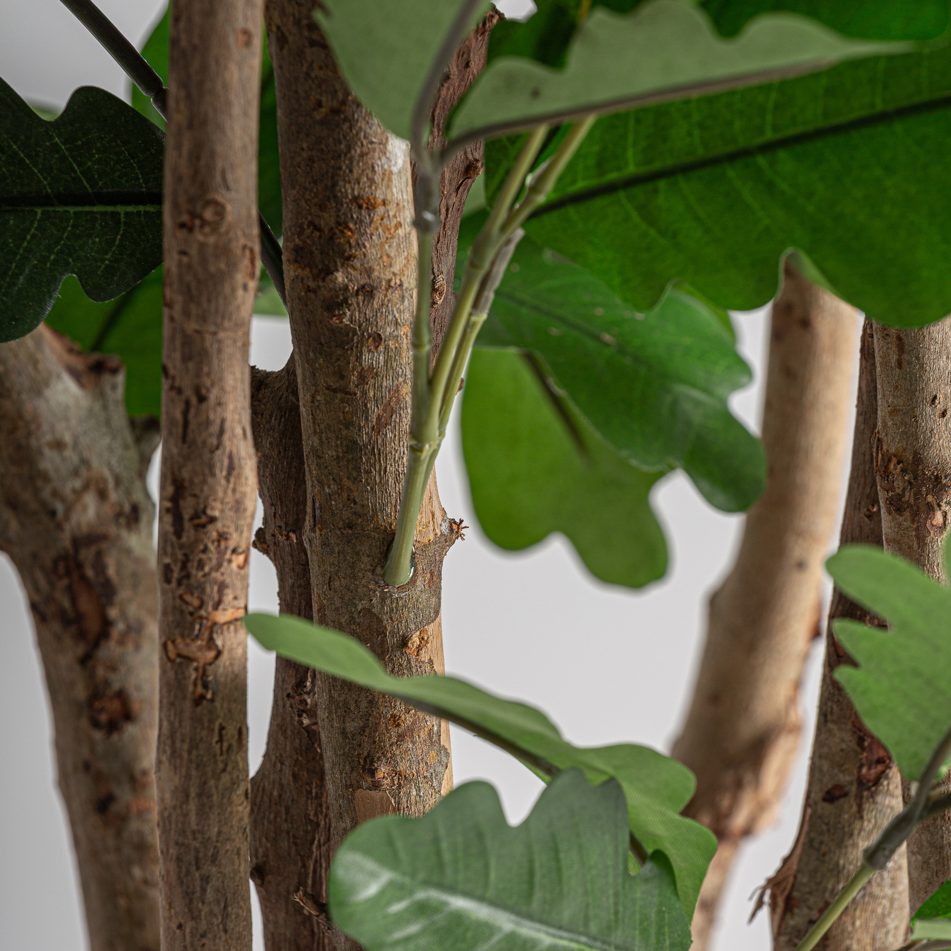 planta-roble-3