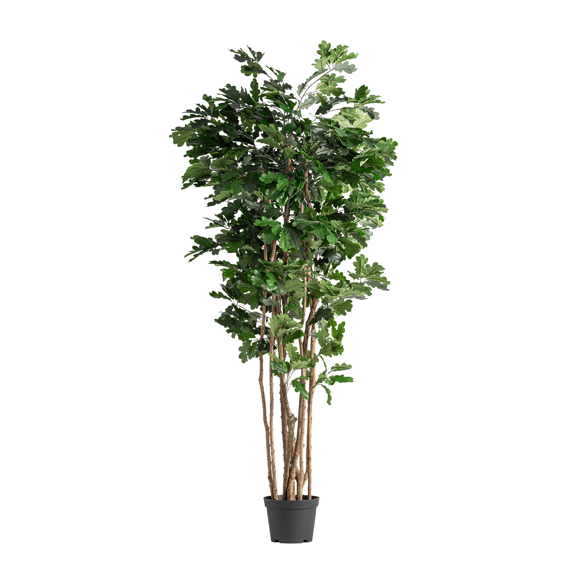 PLANTA ROBLE PLANTA ROBLE